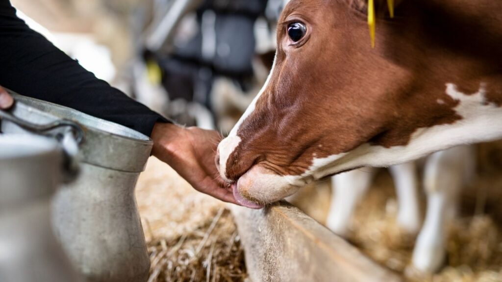 Animal Nutrition