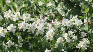 प्लास्टिक या मिट्टी के गमले में करें चमेली की बुवाई? जानें गार्डनिंग के देसी नुस्खे.. फूलों से लद जाएगा पौधा