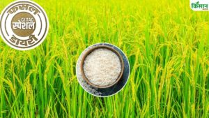 स्वाद और सुगंध में बासमती भी है इसके सामने फेल, 12 मिनट में पक जाता है चावल.. 4000 रुपये क्विंटल रेट