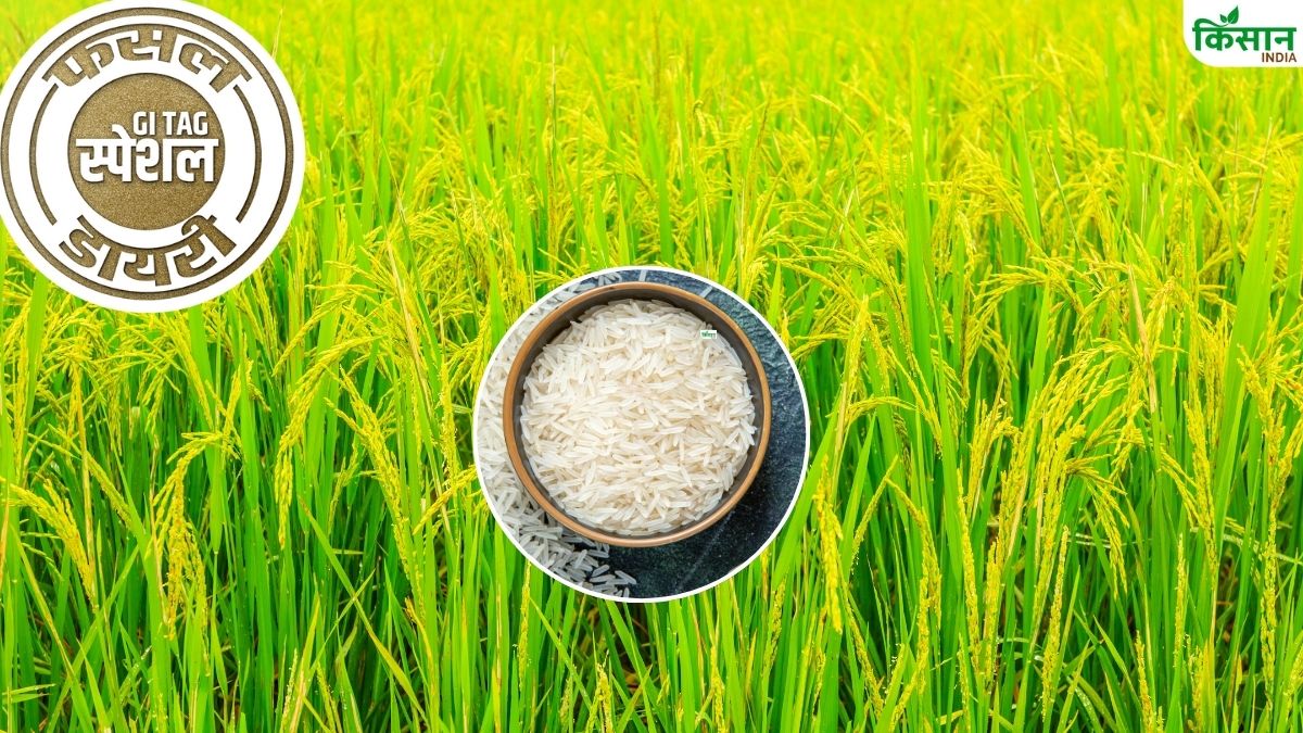बासमती से ज्यादा महंगा है यह धान, केवल जैविक तरीके से होती है खेती.. रासायनिक खाद हैं इसके दुश्मन Jeera Phool Rice Jeera Phool Rice Speciality Jeera Phool Rice Cultivation