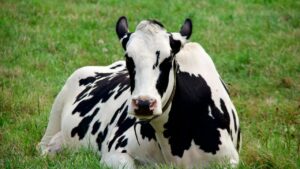 Jersey Cow: जानें कैसे जर्सी गाय पालकर किसान बढ़ा सकते हैं कमाई, पशुपालन के टिप्स