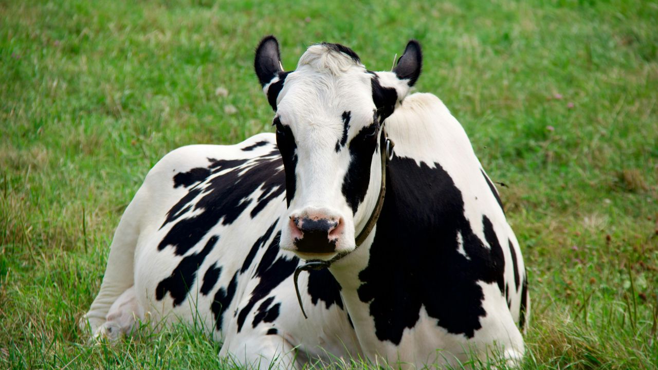 Jersey Cow: जानें कैसे जर्सी गाय पालकर किसान बढ़ा सकते हैं कमाई, पशुपालन के टिप्स Jersey Cow Learn How Farmers Increase Their Income And Profits Raising Jersey Cows