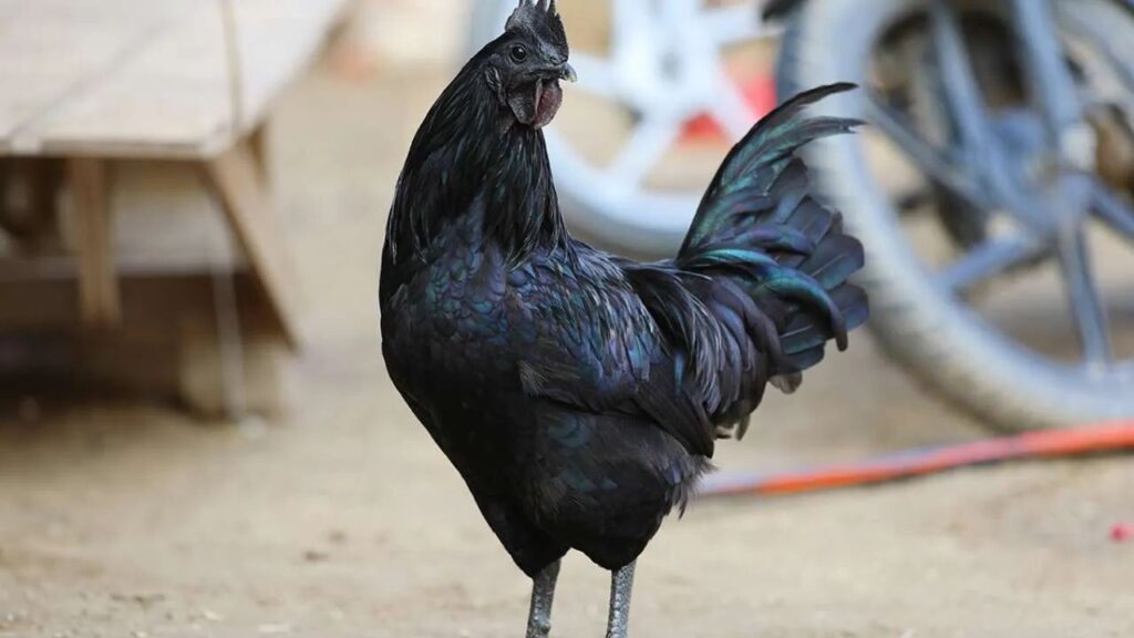 Poultry Farming: असिल, कड़कनाथ और अन्य देसी नस्लें सालभर 150 से 300 अंडे देने में सक्षम हैं. इनके अंडे और मांस की बाजार में हमेशा अच्छी कीमत मिलती है, जिससे किसान स्थायी आय प्राप्त कर सकते हैं.