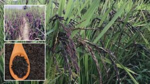 खूब होगी कालानमक चावल की सप्लाई, रिसर्च सेंटर के बाद वेयरहाउस की घोषणा, बोर्ड का गठन