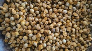 कश्मीरी गोल्डन लहसुन की खेती से हो रही 7 लाख तक कमाई, फतेहाबाद के युवा किसान रवि पुनिया बने मिसाल