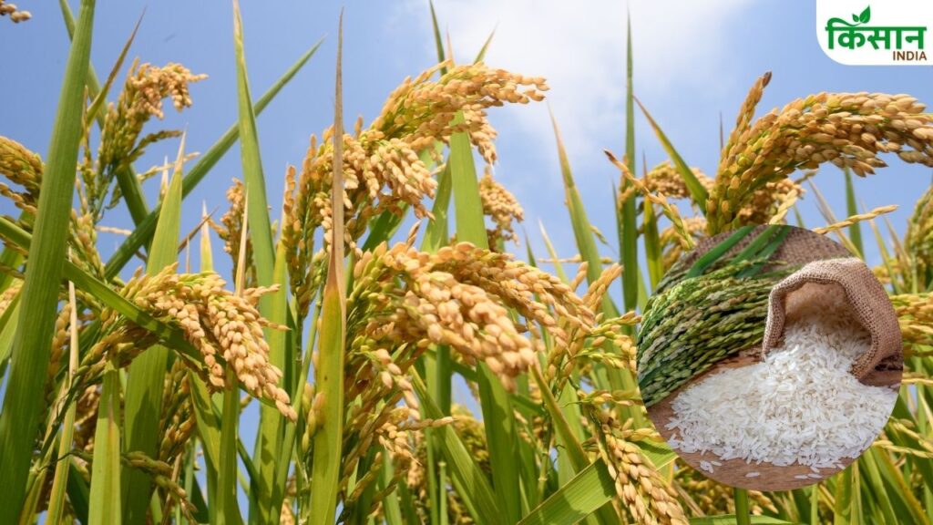 Kharif crops