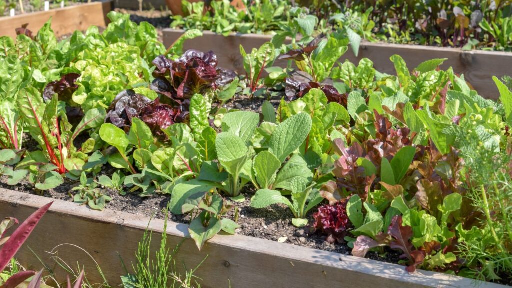 Gardening Tips