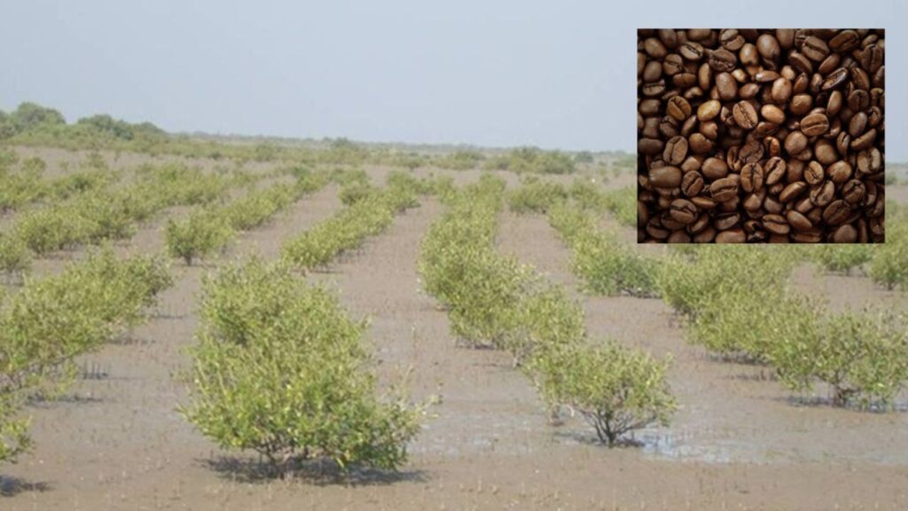 Koraput coffee