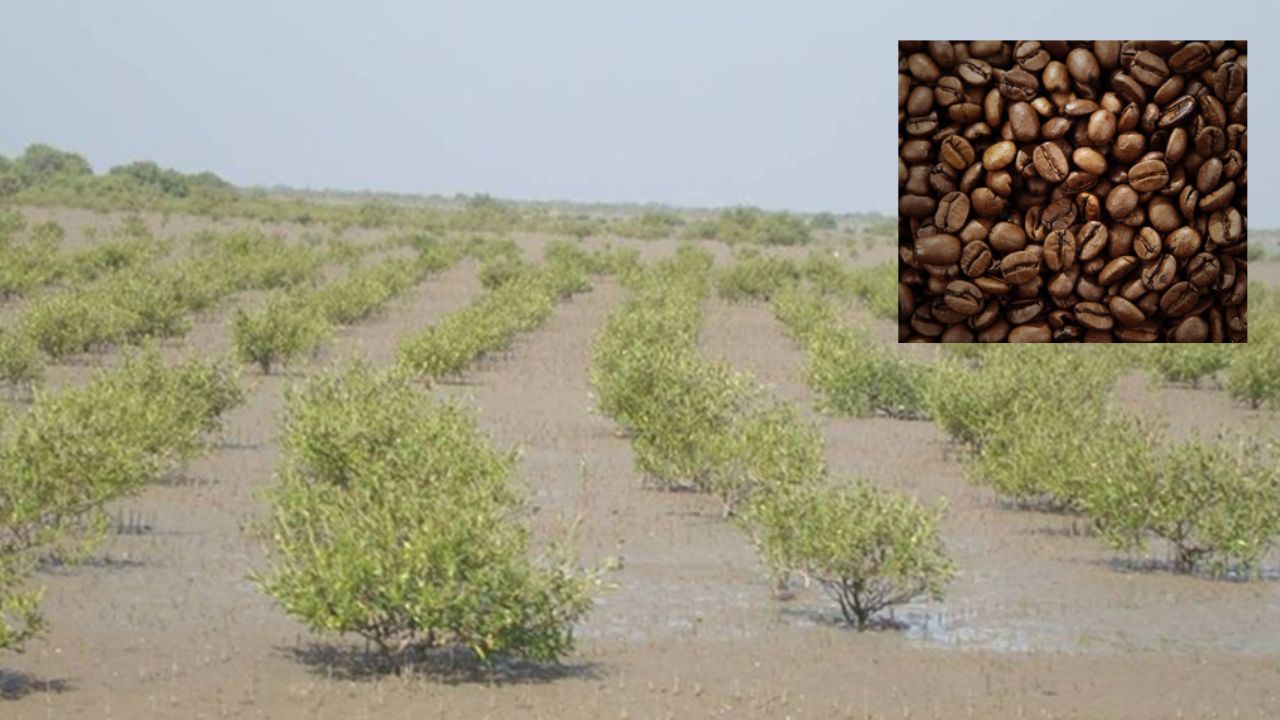 कोरापुट कॉफी की दुनियाभर में चर्चा, पूर्वोत्तर में भी बढ़ रही Coffee Farming, पीएम ने मैंग्रोव वनों की जरूरत बताई After Araku Koraput Coffee Production Rising In Northeast Prime Minister Highlighting Importance For Mangrove Forest In Man Ki Baat