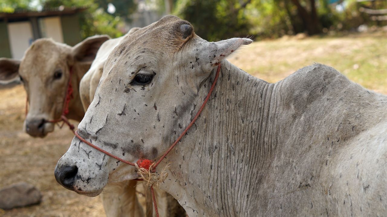 लंपी वायरस के अटैकस से कैसे बचाएं अपने पशु, जानिए सरकार ने क्या दिए सुझाव Pashu Palan How Protect Your Animals Amid The Lumpi Virus Scare Learn What Government Suggested