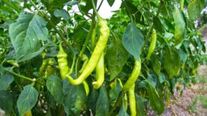 गेहूं नहीं इस फसल की करें खेती, 1500 ग्राम बीज से 100 क्विंटल होगी पैदावार