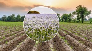 गरीबों के लिए घी है इस फसल का तेल, आज ही खेत में कर दें बुवाई.. अनाज से भर जाएगा भंडार