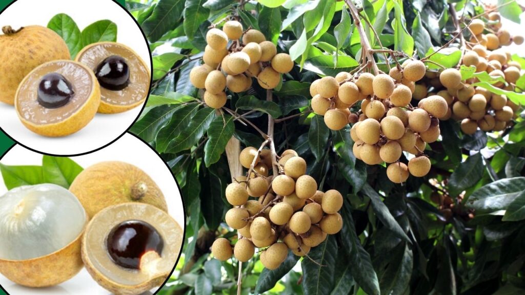 Longan fruit farming