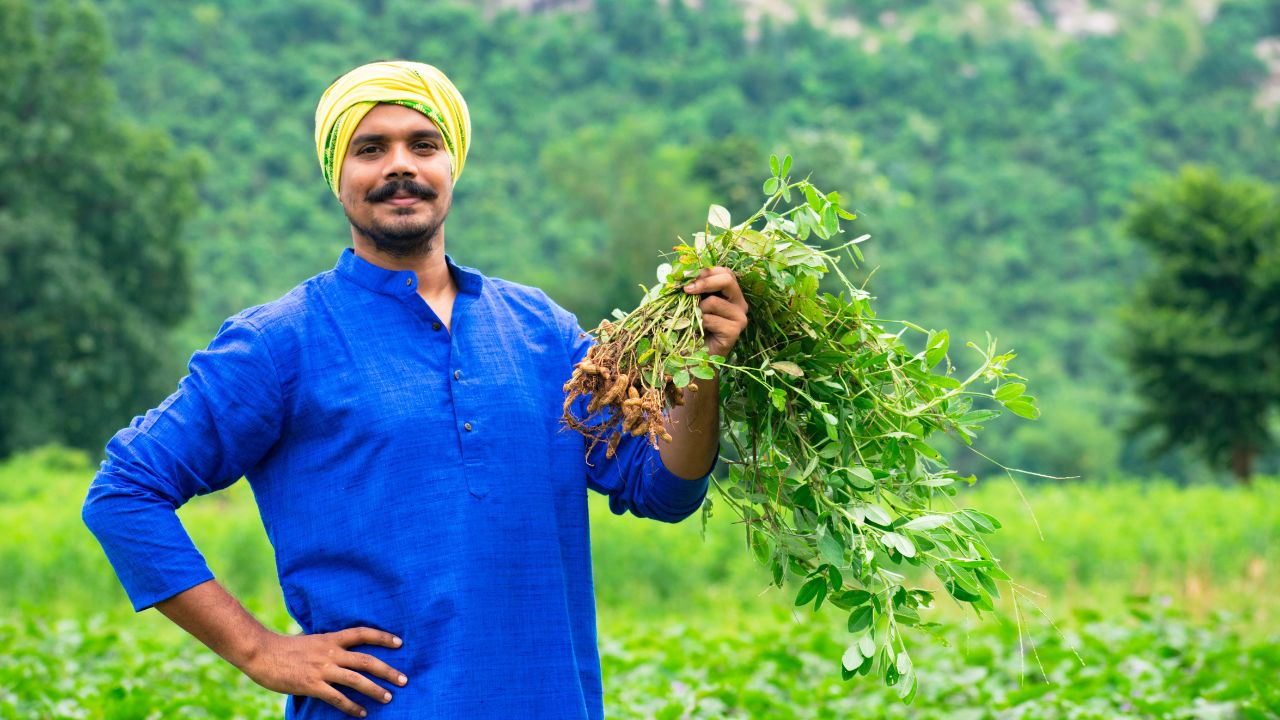 Rabi Crop Sowing India 2025 Wheat Area Expands Pulses Oilseeds Acreage Increase Agriculture Ministry Data