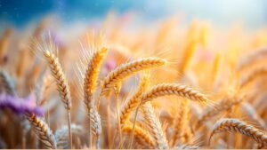 गेहूं का MSP 160 रुपये बढ़ा, चना-जौ का मूल्य भी बढ़ा, जानिए किस फसल का कितना भाव मिलेगा