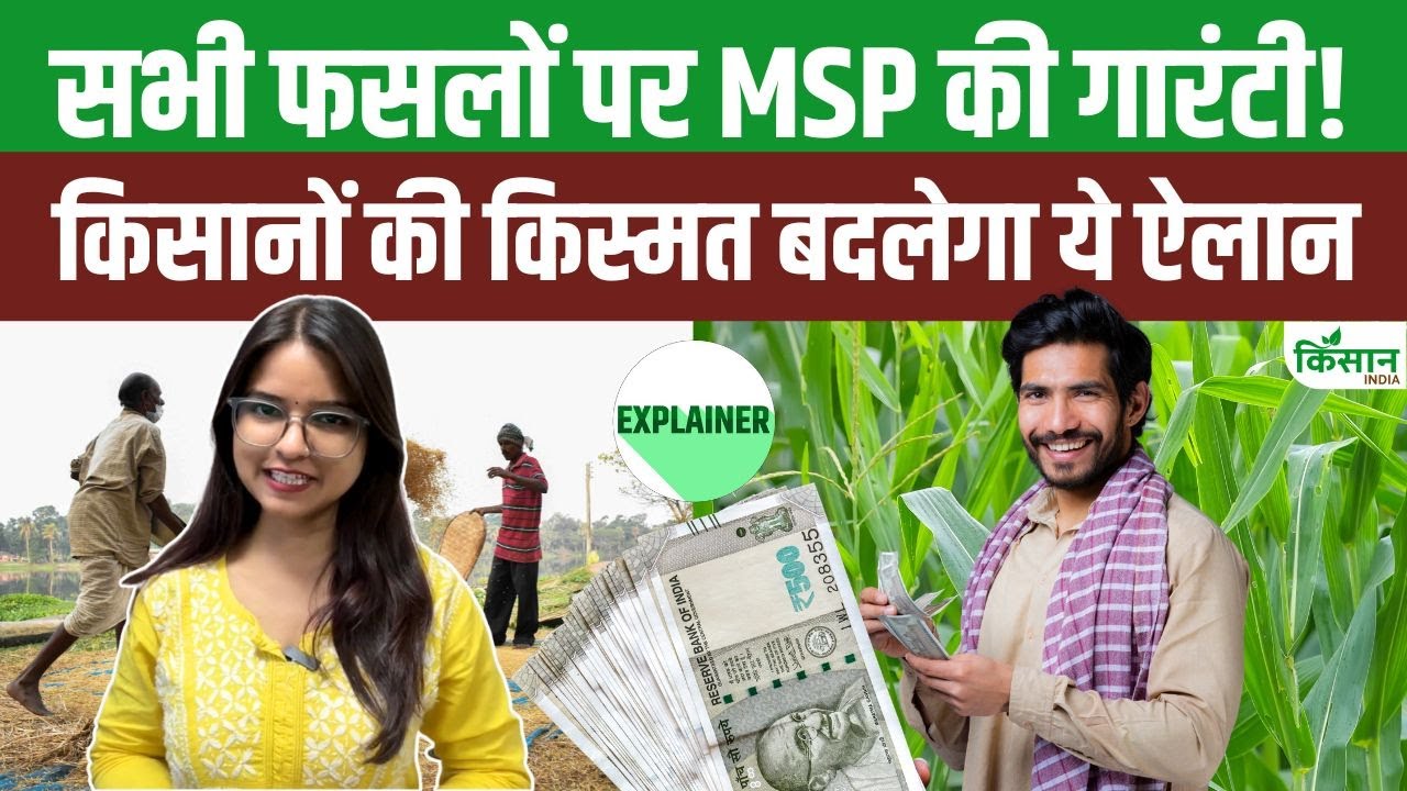 Bihar Election 2025: किसानों के लिए बड़ा ऐलान, सभी फसलों पर मिलेगी MSP गारंटी Msp Guarantee Law Implement Promise By India Block Manifesto For Bihar Election 2025 Tejashwi Yadav