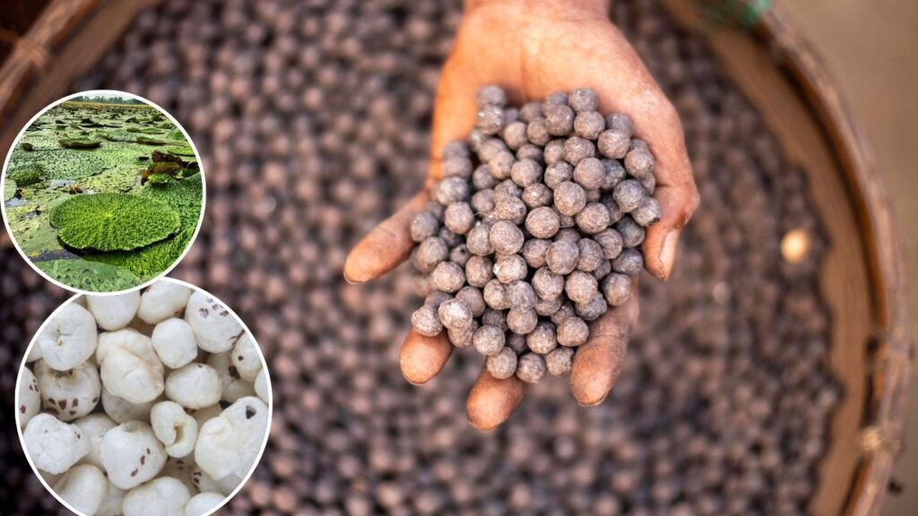 Makhana farming in Uttar Pradesh