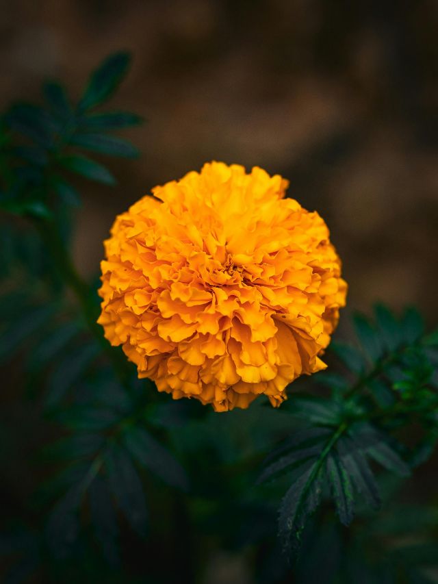 सर्दियों में खिल उठेगा आपका गार्डन, लगाएं ये खूबसूरत फूल!