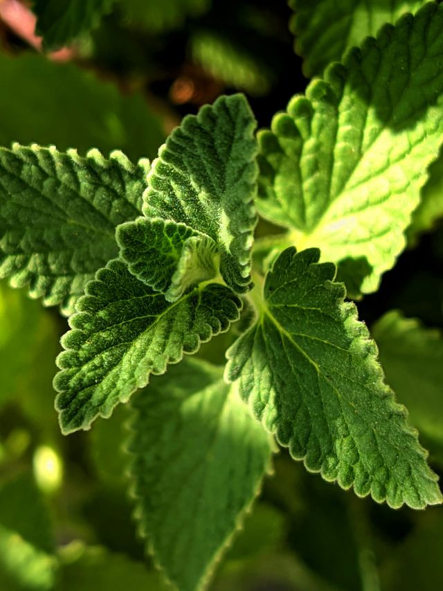 छोटा पौधा, बड़ा कमाल! इस पौधे से महकेगा घर और सेहत दोनों