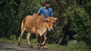 Rajasthan News: पशुपालकों को मिली एक साथ 7 महीने की सब्सिडी, 364 करोड़ रुपये खाते में भेजे गए