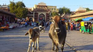 गोबर से बदलेगी गांवों की किस्मत, योगी सरकार बना रही गोशालाओं को पर्यटन स्थल