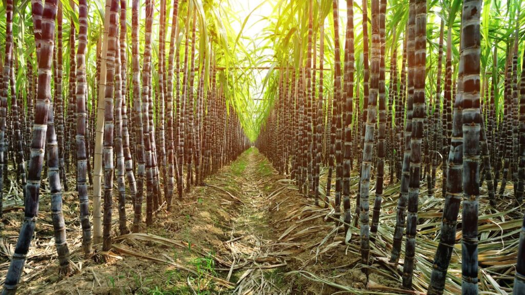 Sugarcane Farming