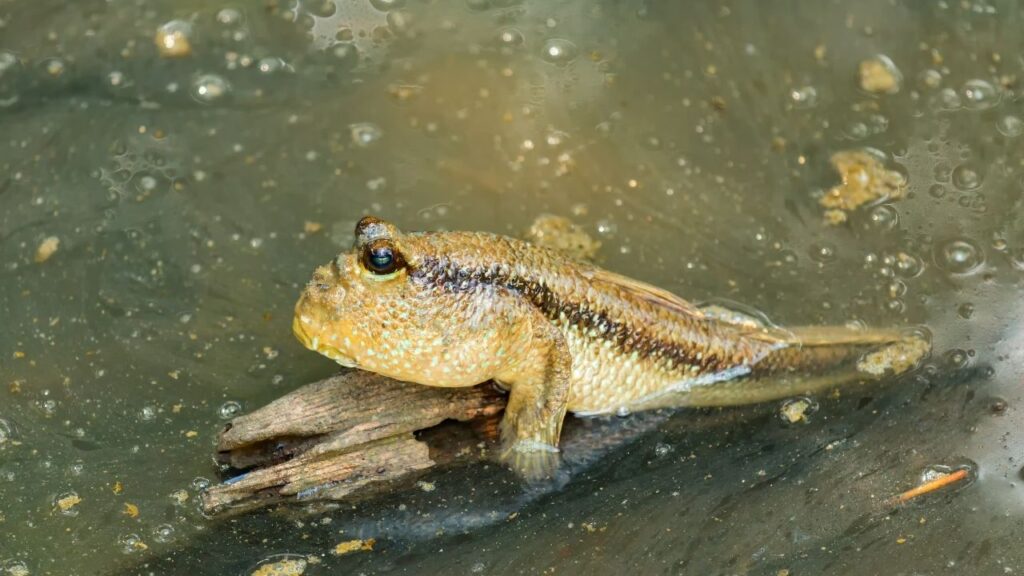 Mudskippers