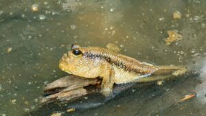 पानी और जमीन दोनों जगह जिंदा रह सकती है ये मछली, जानें इसकी खासियत