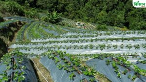 सीमांत किसानों के लिए वरदान है यह तकनीक, एक एकड़ में होगी 15 लाख की इनकम.. क्या है खेती का तरीका