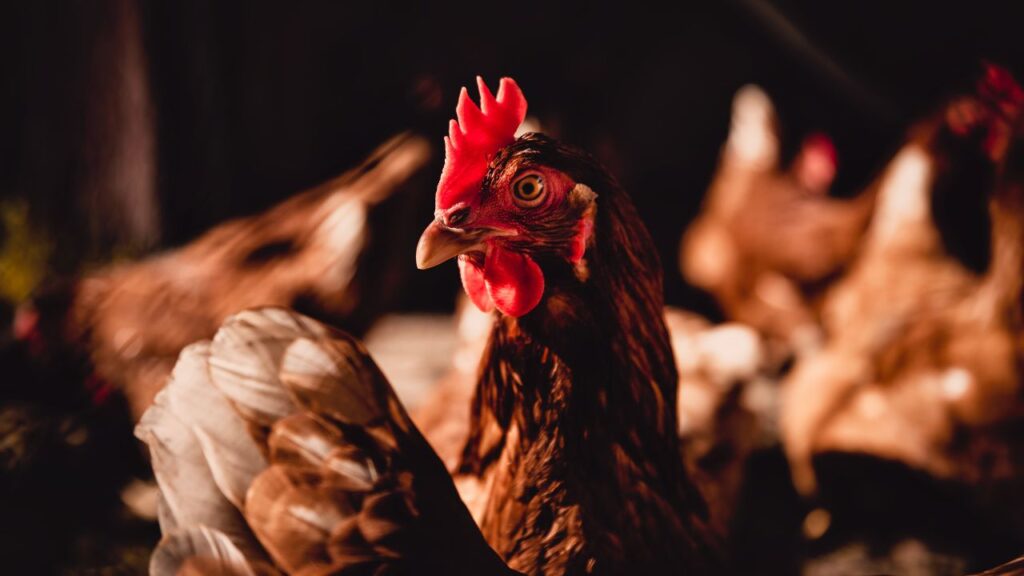Poultry Business: लड़ाई वाले मुर्गों को तैयार होने में करीब 1 साल का समय लगता है. लेकिन इसकी कीमत ₹3,000 से ₹10,000 तक पहुंच जाती है. जितनी अच्छी ट्रेनिंग और देखभाल, उतनी ही ऊंची कीमत, यानी सालभर में हजारों का मुनाफा. Poultry Business: लड़ाई वाले मुर्गों को तैयार होने में करीब 1 साल का समय लगता है. लेकिन इसकी कीमत ₹3,000 से ₹10,000 तक पहुंच जाती है. जितनी अच्छी ट्रेनिंग और देखभाल, उतनी ही ऊंची कीमत, यानी सालभर में हजारों का मुनाफा.