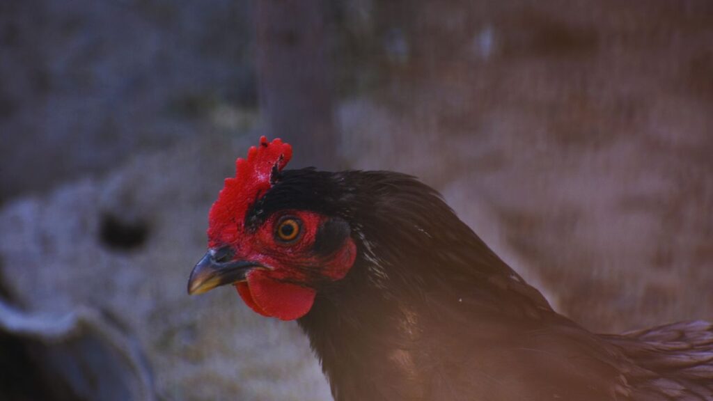 Narmada Nidhi Breed: पारंपरिक नस्लों की तुलना में नर्मदा निधि किसानों के लिए ज्यादा फायदेमंद है क्योंकि यह 3 से 4 महीने के अंदर बिक्री के लायक हो जाती है. इससे मुर्गी पालकों को बार-बार निवेश किए बिना तेज़ी से कमाई का मौका मिलता है. Narmada Nidhi Breed: पारंपरिक नस्लों की तुलना में नर्मदा निधि किसानों के लिए ज्यादा फायदेमंद है क्योंकि यह 3 से 4 महीने के अंदर बिक्री के लायक हो जाती है. इससे मुर्गी पालकों को बार-बार निवेश किए बिना तेज़ी से कमाई का मौका मिलता है.