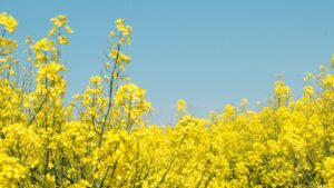 खेत में बिखेर दें 2 किलो इस किस्म की सरसों, प्रति एकड़ होगी 20 क्विंटल पैदावार.. 40 फीसदी निकलेगा तेल