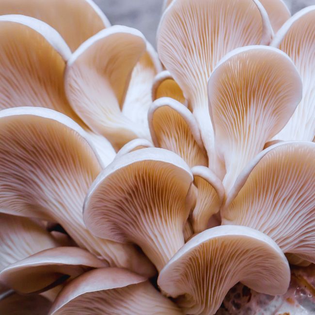 Mushroom Production