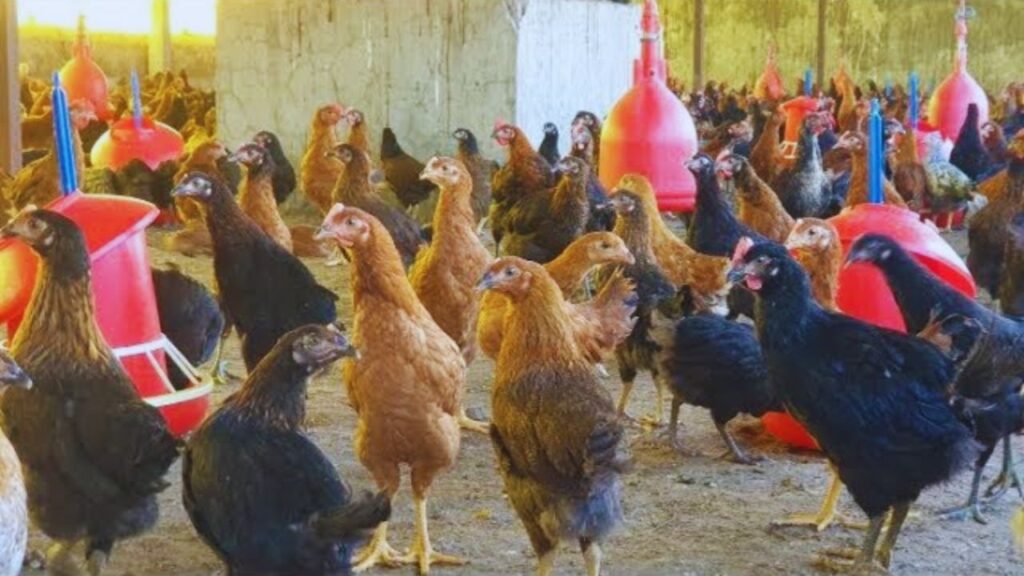 Narmada Nidhi Murgi Palan: इस नस्ल की सबसे बड़ी खासियत इसकी रोग प्रतिरोधक क्षमता है. बरसात या नमी वाले मौसम में जहां बाकी मुर्गियां बीमार पड़ जाती हैं, वहीं नर्मदा निधि में बीमारियों का असर बहुत कम होता है. इससे किसानों का इलाज पर खर्च भी घटता है और उत्पादन स्थिर रहता है. Narmada Nidhi Murgi Palan: इस नस्ल की सबसे बड़ी खासियत इसकी रोग प्रतिरोधक क्षमता है. बरसात या नमी वाले मौसम में जहां बाकी मुर्गियां बीमार पड़ जाती हैं, वहीं नर्मदा निधि में बीमारियों का असर बहुत कम होता है. इससे किसानों का इलाज पर खर्च भी घटता है और उत्पादन स्थिर रहता है.