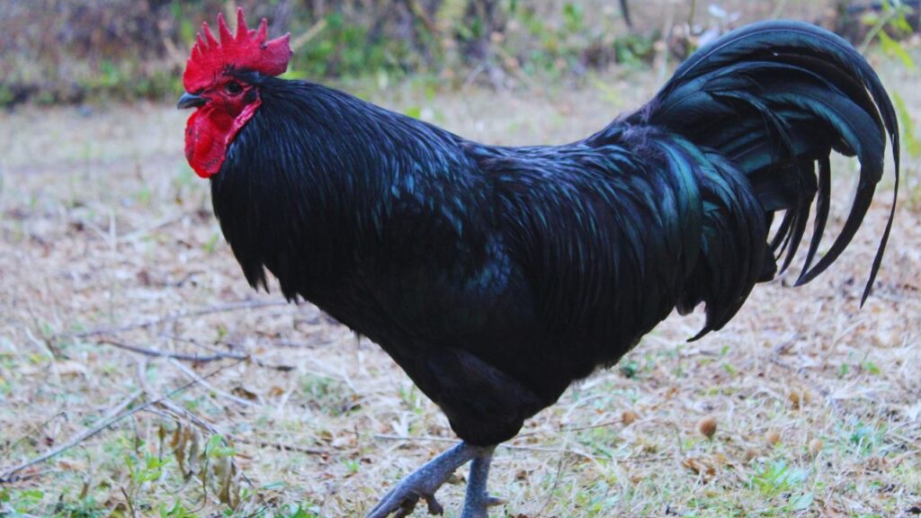 Narmada Nidhi Ki Khasiyat: नर्मदा निधि का मांस न केवल स्वादिष्ट होता है बल्कि इसमें फैट कम और प्रोटीन, आयरन जैसे पोषक तत्व अधिक पाए जाते हैं. यह सेहत के लिए फायदेमंद है और कुपोषण जैसी समस्याओं को दूर करने में मदद करता है. Narmada Nidhi Ki Khasiyat: नर्मदा निधि का मांस न केवल स्वादिष्ट होता है बल्कि इसमें फैट कम और प्रोटीन, आयरन जैसे पोषक तत्व अधिक पाए जाते हैं. यह सेहत के लिए फायदेमंद है और कुपोषण जैसी समस्याओं को दूर करने में मदद करता है.