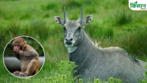 फसल पर इस देसी दवाई का करें छिड़काव, खेत के आसपास भी नहीं फटकेंगे नीलगाय, सूअर, बंदर.. बढ़ जाएगी पैदावार