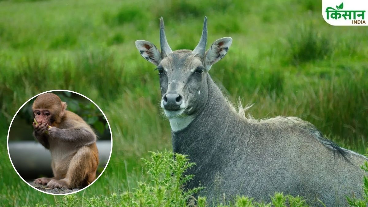 फसल पर इस देसी दवाई का करें छिड़काव, खेत के आसपास भी नहीं फटकेंगे नीलगाय, सूअर, बंदर.. बढ़ जाएगी पैदावार फसल पर इस देसी दवाई का करें छिड़काव, खेत के आसपास भी नहीं फटकेंगे नीलगाय, सूअर, बंदर.. बढ़ जाएगी पैदावार