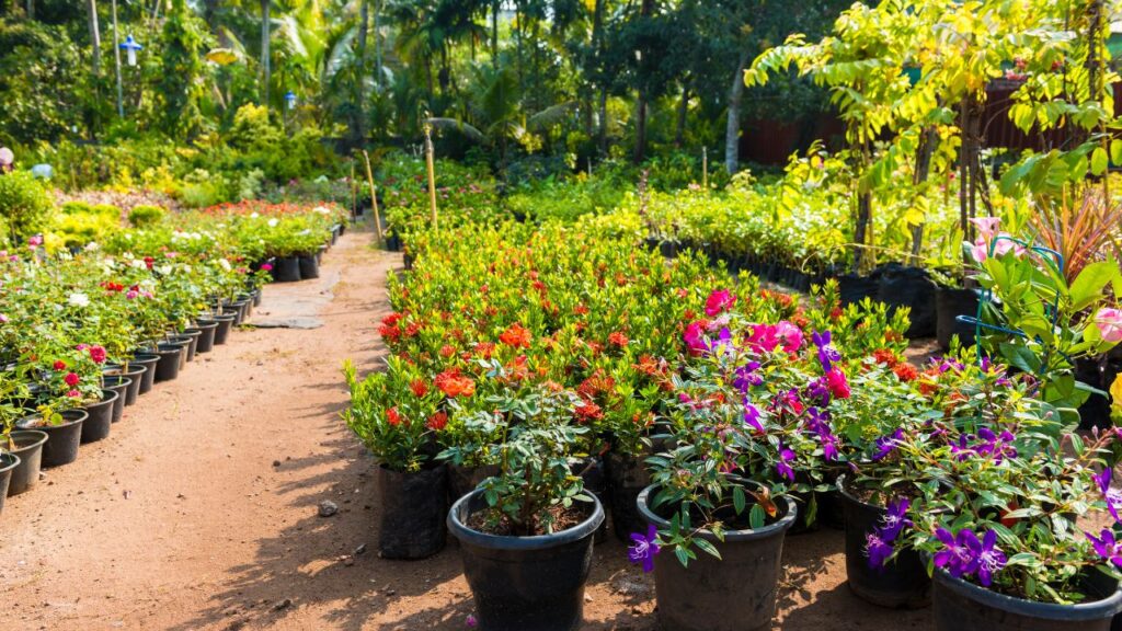 Nursery Business
