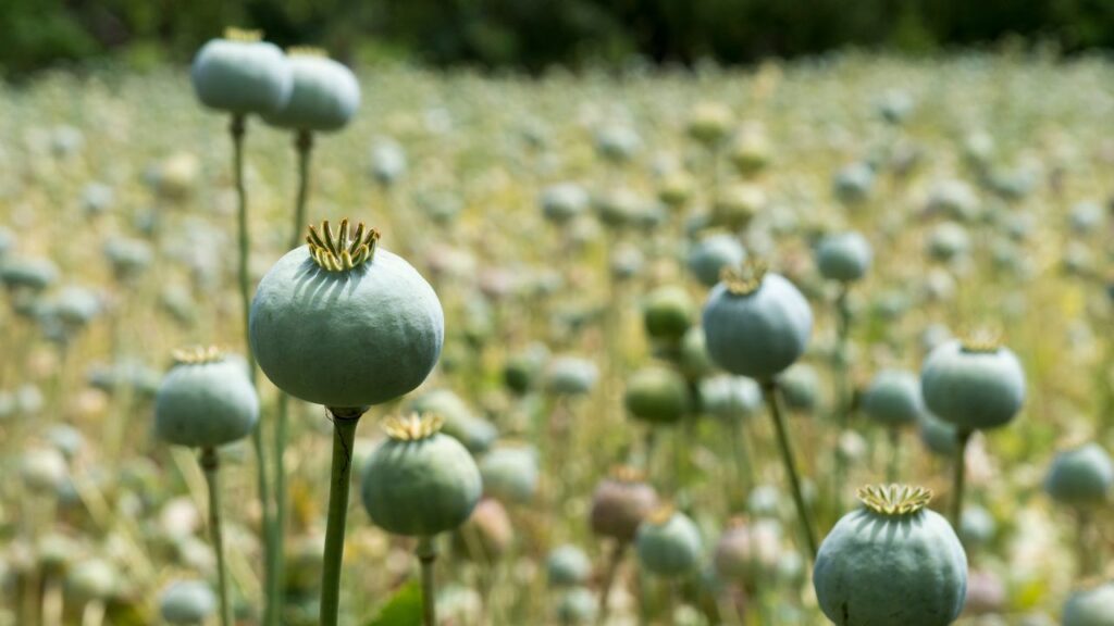 Opium Cultivation Rules: अफीम बोने से पहले किसान को नारकोटिक्स विभाग को सूचना देनी होती है. अधिकारी मौके पर पहुंचकर खेत का निरीक्षण करते हैं और फिर खेती की अनुमति दी जाती है. Opium Cultivation Rules: अफीम बोने से पहले किसान को नारकोटिक्स विभाग को सूचना देनी होती है. अधिकारी मौके पर पहुंचकर खेत का निरीक्षण करते हैं और फिर खेती की अनुमति दी जाती है.