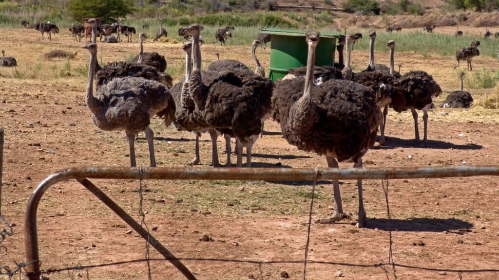 Ostrich Farming