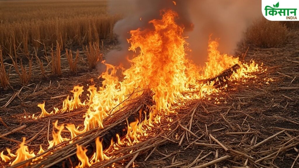 Stubble Burning