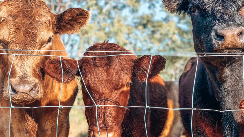 Desi Gay palan: देसी नस्ल की गायें स्थानीय जलवायु के अनुसार मजबूत होती हैं और बीमारियों से कम प्रभावित होती हैं. इसलिए इनका पालन करना सुरक्षित और टिकाऊ विकल्प है. Desi Gay palan: देसी नस्ल की गायें स्थानीय जलवायु के अनुसार मजबूत होती हैं और बीमारियों से कम प्रभावित होती हैं. इसलिए इनका पालन करना सुरक्षित और टिकाऊ विकल्प है.