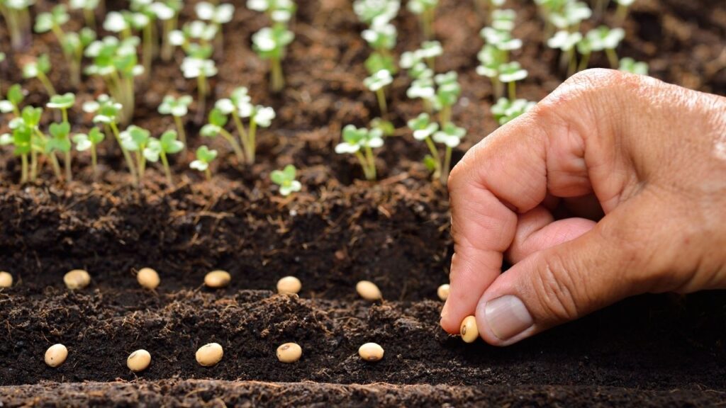 Farmer Producer Organisation