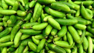 खेती का खेल बदल रही कुंदरू… एक फसल, सालभर पैदावार और होगी लाखों की कमाई