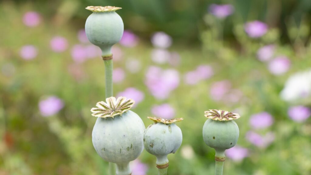 Opium Farming: बीज बोने के करीब 100 दिन बाद पौधे पर डोडे आते हैं. इनमें चीरा लगाकर निकलने वाला तरल पदार्थ ही अफीम होता है, जिसे सुबह सूरज निकलने से पहले इकट्ठा किया जाता है. Opium Farming: बीज बोने के करीब 100 दिन बाद पौधे पर डोडे आते हैं. इनमें चीरा लगाकर निकलने वाला तरल पदार्थ ही अफीम होता है, जिसे सुबह सूरज निकलने से पहले इकट्ठा किया जाता है.