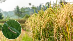 बिहार कृषि विभाग ने किसानों को चेताया.. धान पर कटवर्म कीट का खतरा, समय रहते करें बचाव