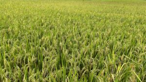 काली हो गई है धान की बाली तो समझ लें फैल रहा है ये रोग, ऐसे बचाएं फसल