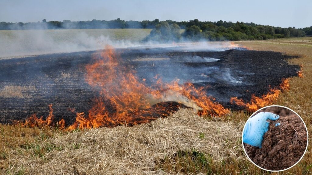 Stubble Burning