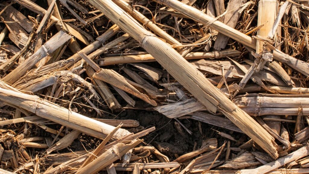 Parali Management Tips: छिड़काव के बाद पराली को तिरपाल या मोटी प्लास्टिक शीट से ढक दें ताकि अंदर हवा न जा सके. इसे कम से कम 21 दिन तक ढककर रखना जरूरी है. Parali Management Tips: छिड़काव के बाद पराली को तिरपाल या मोटी प्लास्टिक शीट से ढक दें ताकि अंदर हवा न जा सके. इसे कम से कम 21 दिन तक ढककर रखना जरूरी है.