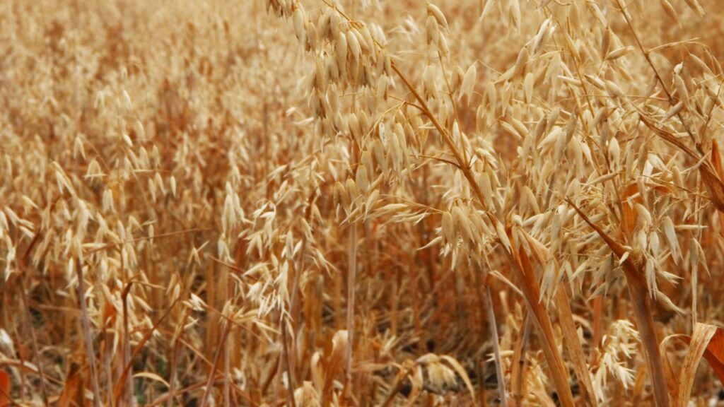 Stubble Management: तैयार यूरिया घोल को स्प्रेयर या बाल्टी की मदद से पराली पर डालें. इसके बाद फावड़े की मदद से पराली को अच्छी तरह उलट-पलट करें ताकि घोल हर तिनके में बराबर पहुंचे. Stubble Management: तैयार यूरिया घोल को स्प्रेयर या बाल्टी की मदद से पराली पर डालें. इसके बाद फावड़े की मदद से पराली को अच्छी तरह उलट-पलट करें ताकि घोल हर तिनके में बराबर पहुंचे.